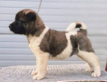 Američka Akita, TOP štenci