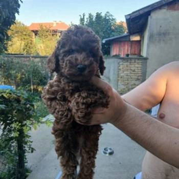 Na prodaju crveni štenci patuljaste pudle