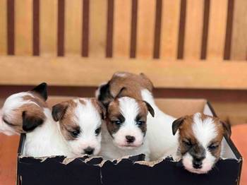 Oštrodlaki Džek Rasel terijer (Jack Russell Terrier) štenci
