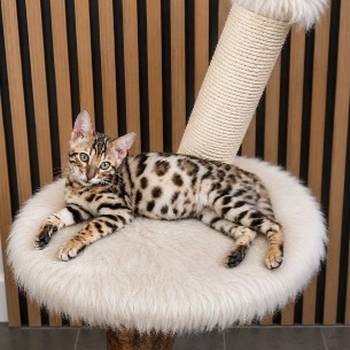 MMaestro_bengal macici