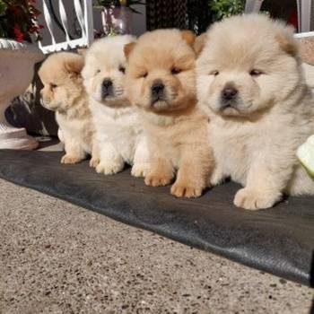 Chow chow - cau cau