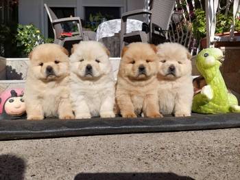 Chow chow - cau cau