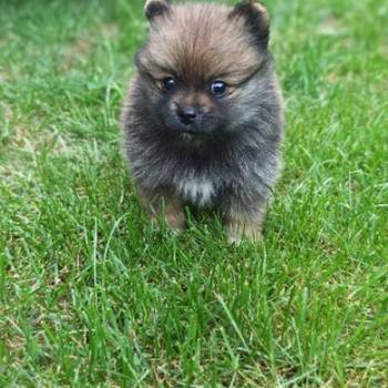 Pomeranac stene
