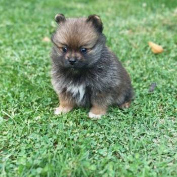 Pomeranac stene