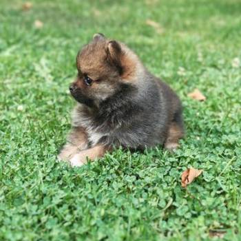 Pomeranac stene