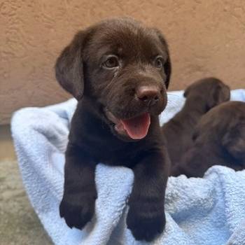 Cokoladni labrador
