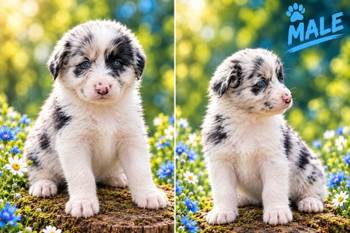 Border collie štenci