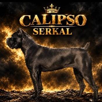 Cane Corso žensko štene