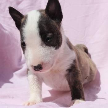 Mini Bull Terijer štenci