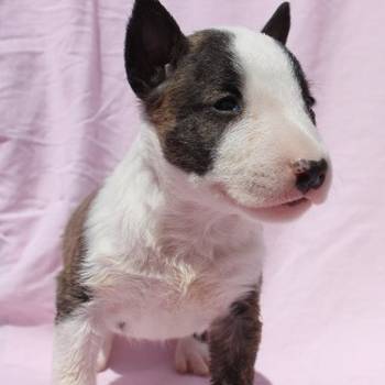 Mini Bull Terijer štenci