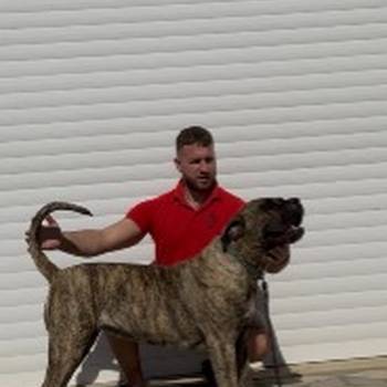 Presa Canario ženka