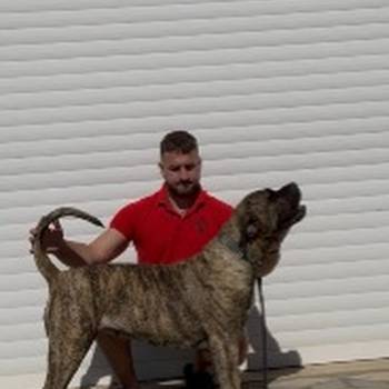 Presa Canario ženka