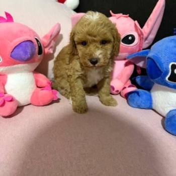 Predivni štenci pudle traže svoje nove porodice