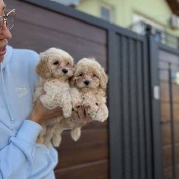 Maltipoo vrhunske genetike