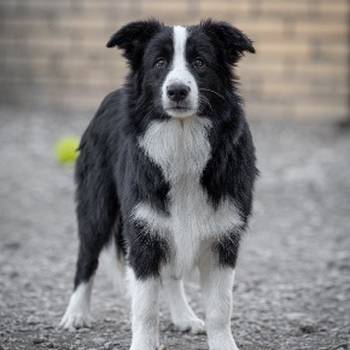 Border Collie štenci