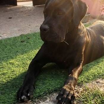 Cane Corso mlad pas