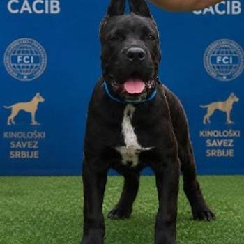 Cane Corso mlad pas