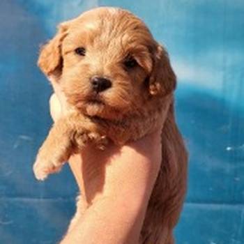Maltipoo stenci