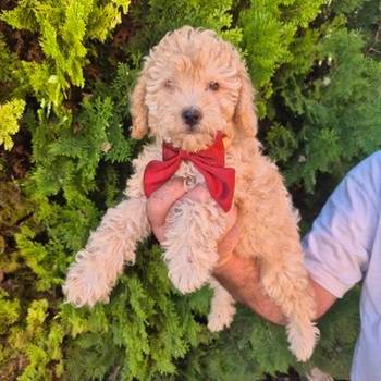 Labradoodle F1b preslatki štenci