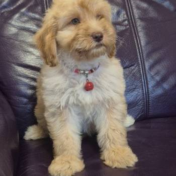 Labradoodle F1b preslatki štenci
