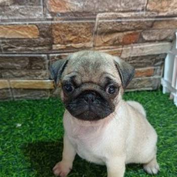 Mops, žensko štene