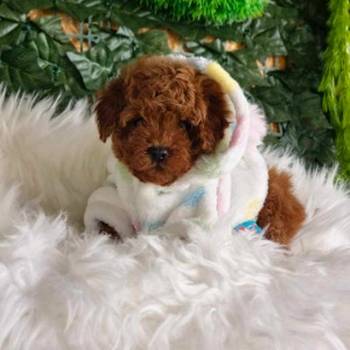 Nove bebice toy I mini pudle