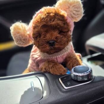 Nove bebice toy I mini pudle