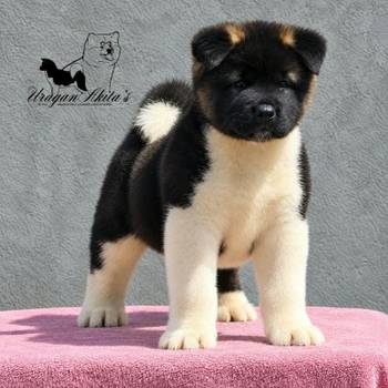 Američka akita, štenad oba pola