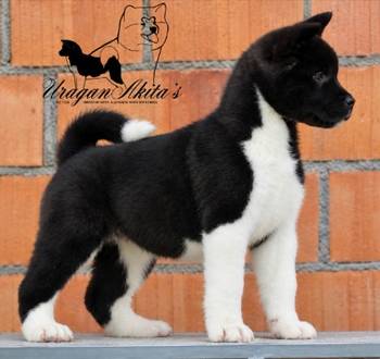 Američka akita, štenad oba pola