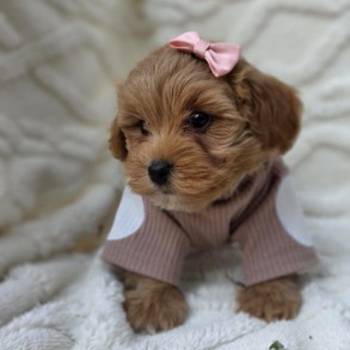 Maltipoo nove bebe