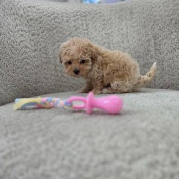 Maltipoo nove bebe