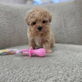 Maltipoo nove bebe