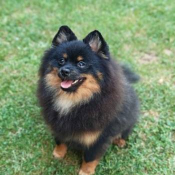 Pomeranac muzjak