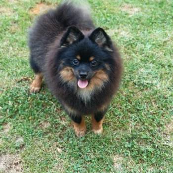 Pomeranac muzjak