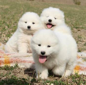 Samojed prelepi štenci