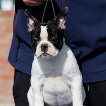 French bulldog/Francuski buldog štenci