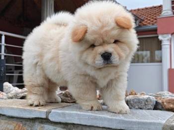 Krem Chow Chow štenci